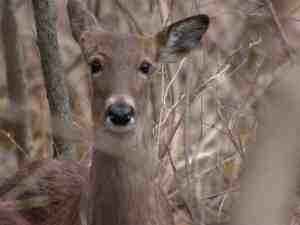 So many gals, so little time.