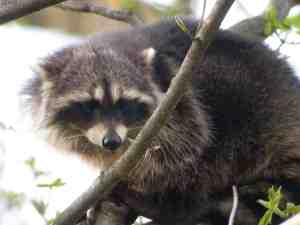 Fear is a leading motivator in rivalry. But it need not always be. 