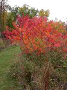 Colorful Sumac