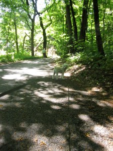 A section of the hill at Johnson's Mound in summertime. 
