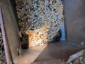 Two mice temporarily escaping from the rat race. 