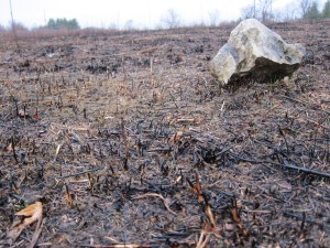 A rock from a different age still lingers on the burnt, wet prairie. 