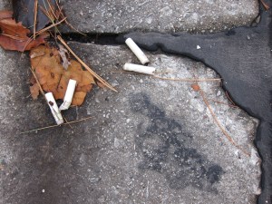 A tarsnake meets some tar sticks. Convergent evolution? 