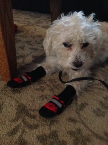 My dog Chuck sports his favorite brand of running shoes. They are minimalist, for sure. 
