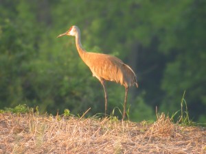 Sandhill cranes are a popular roadside attraction here in Illinois