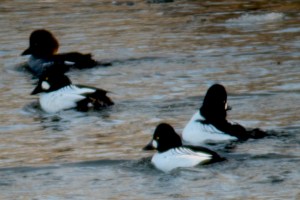 Riding or running along the Fox River in winter one finds these goldeneye ducks in rafts, diving beneath the surface to grab crustaceans off the bottom.  Photo by Christopher Cudworth