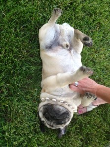 We can all learn some things from a dog like Ike, a zen character who knows how to live in his own skin. 