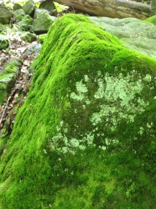 Moss is patient. It mindlessly seeks out the places where it best belongs. 