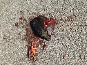 A smashed turtle should be a wakeup call to our own manner of existence. 