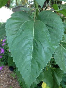 You can't leaf your bloom of vitality to chance. 