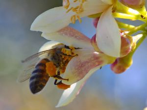 bee-photo