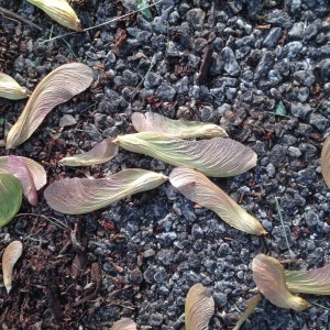 Helicopters in closeup