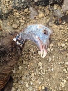 This female turkey challenged me to running race and gave her all at the end.  