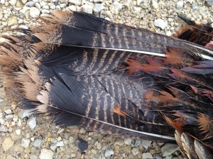 A tom turkey was chasing her tail. 