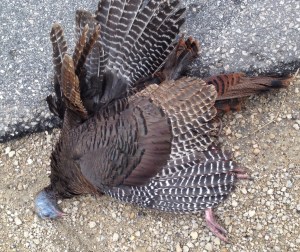 She gave her life in a true Turkey Trot. Hopefully now she'll be eaten by turkey vultures in the circle of life rather than nibbled to death on the roadside by Reddit Trolls.