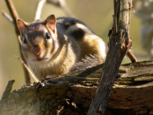 This photo I took of a chipmunk shows a rather unforgiving face. 