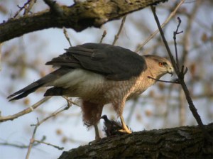 903f28e3788238b257b8be49b6f33425