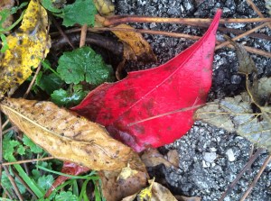 Mental health issues can flare due to seasonal, dietary or stress factors. 