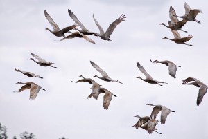 sandhill cranes-M
