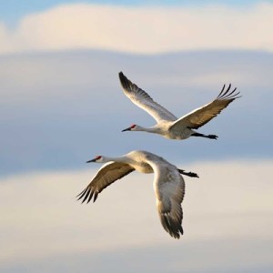 Two Sandhill Cranes Flying