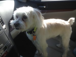 He's a Schnoodle. Part Schnauzer, part Poodle. We think. He's actually a rescue dog from the streets of Chicago where my son and friends found him abandoned at 2 in the morning. 