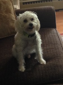 Chuck demands play time when we get home from walks or I get home from an early morning run. 