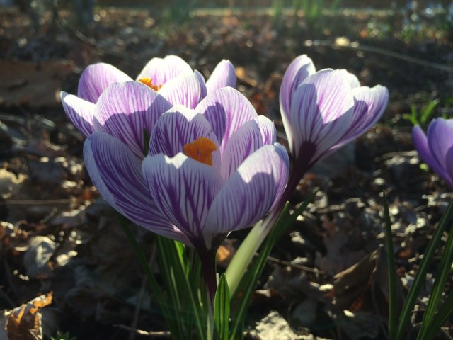 Crocus in Spring Light