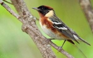 The bay-breasted warbler is one of the beautiful prizes of spring birding. 
