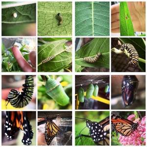 Monarch caterpillar life cycle by Emily Cudworth