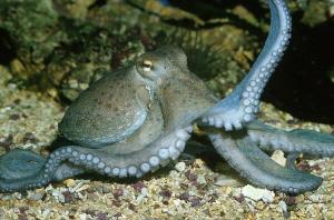 OctopusVulgaris
