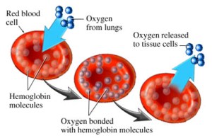 oxygen_hemoglobin