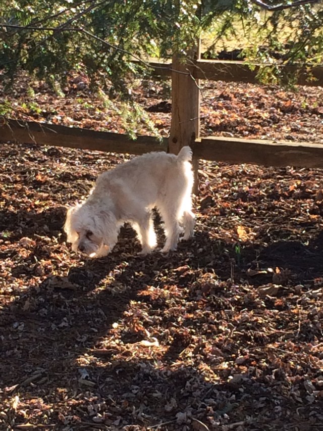 Chuck by the Back Fence
