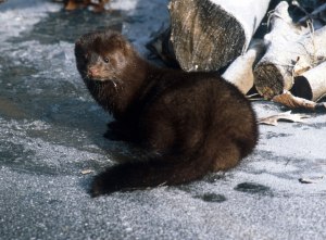 mink (1)
