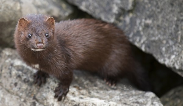 Meet the Mink | We Run and Ride