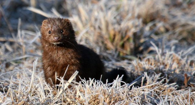 Meet the Mink | We Run and Ride