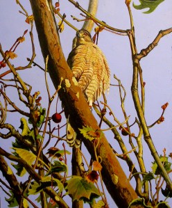 ce6cdb30879031.56058a85895a5