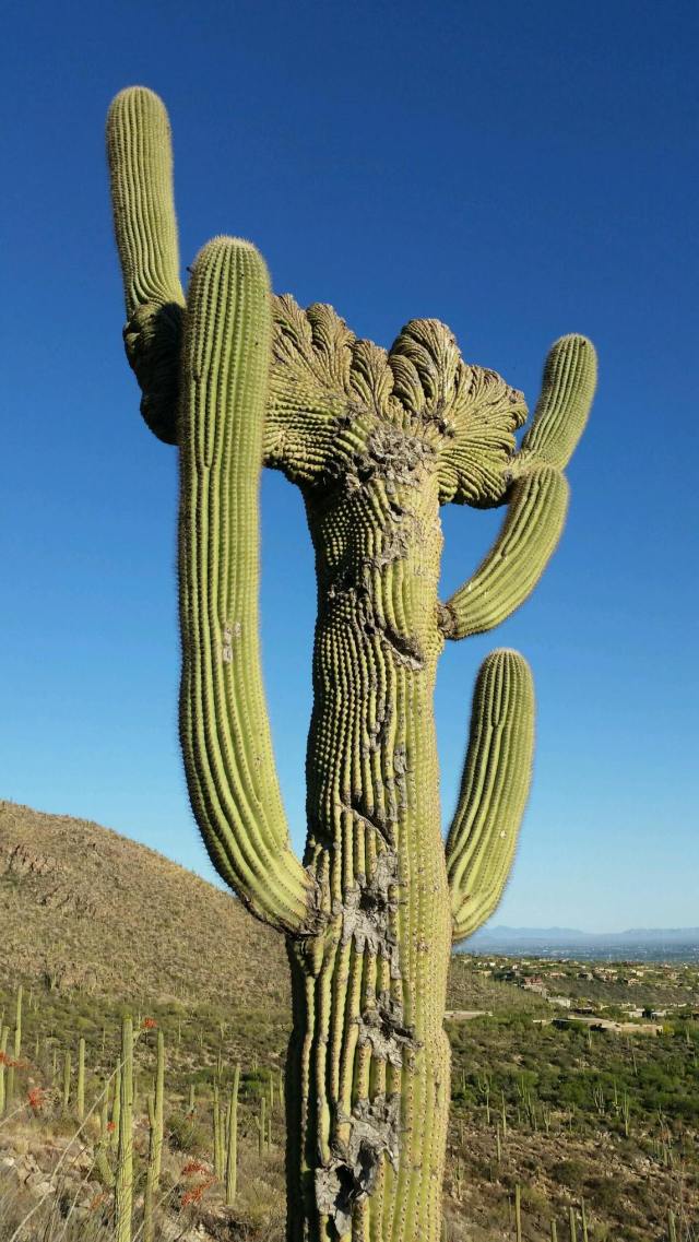 Saguaro Face.jpg