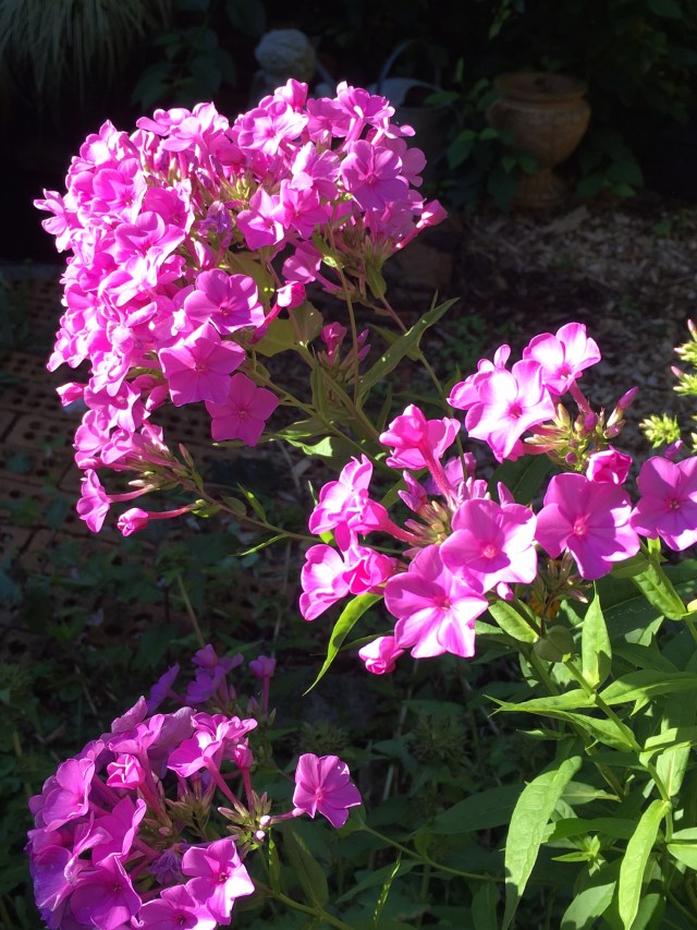 Phlox