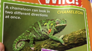 Chameleon