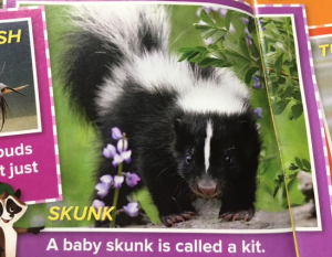 Skunk