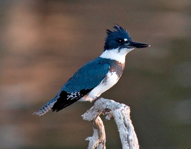 Belted_Kingfisher.jpg