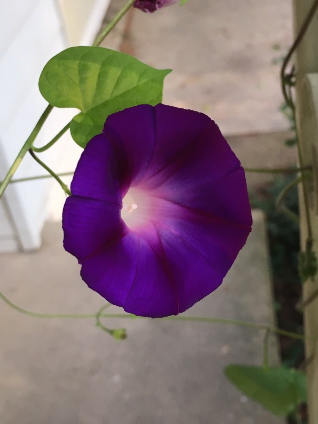 Purple Flower.jpg