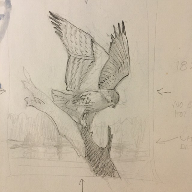 Red Tailed Sketch.jpg
