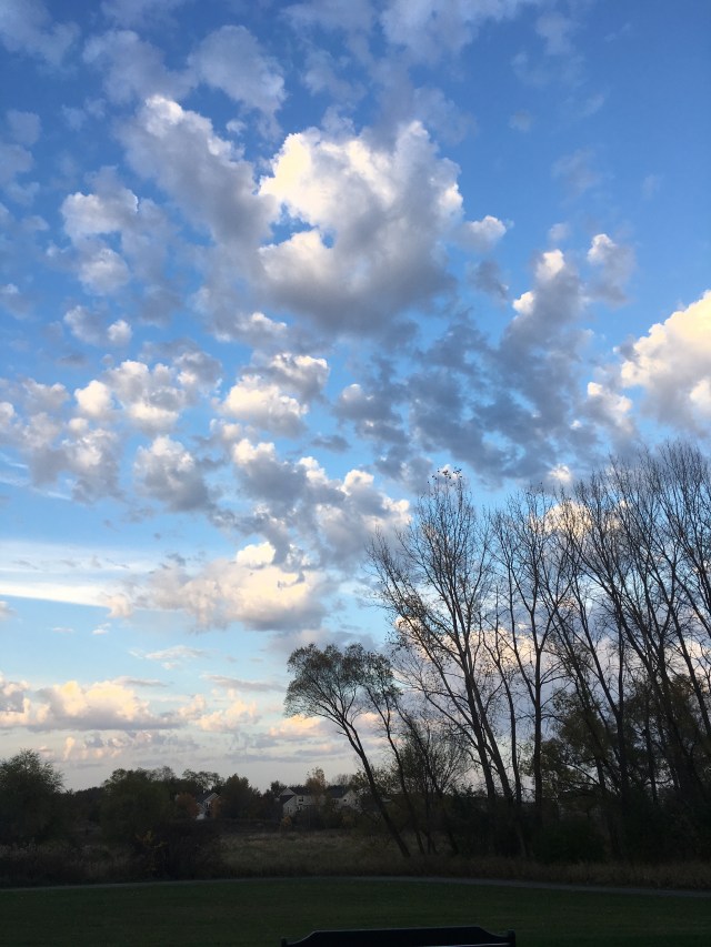 Nelson from Home.jpg