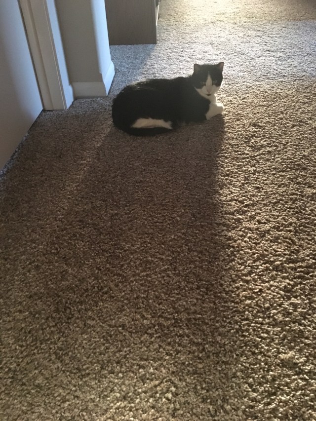Shadow cat.jpg