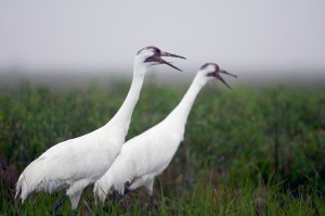 Whooping cranes