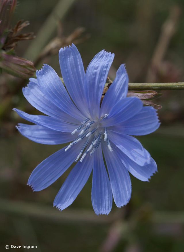 chicory.jpg