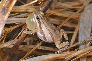 chorus frog