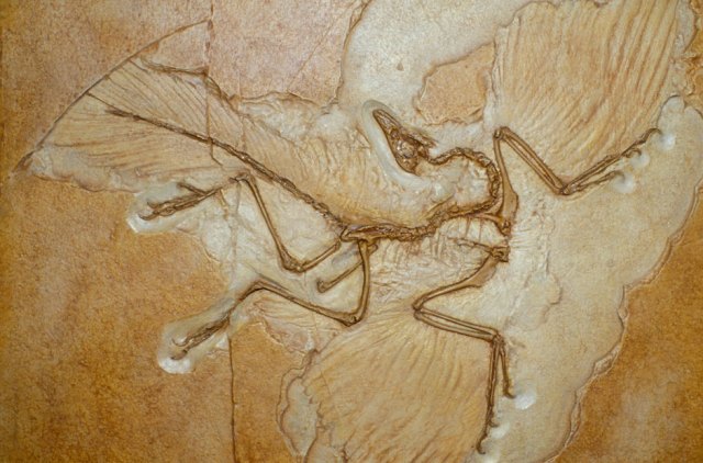 Archaeopteryx-fossil-001.jpg