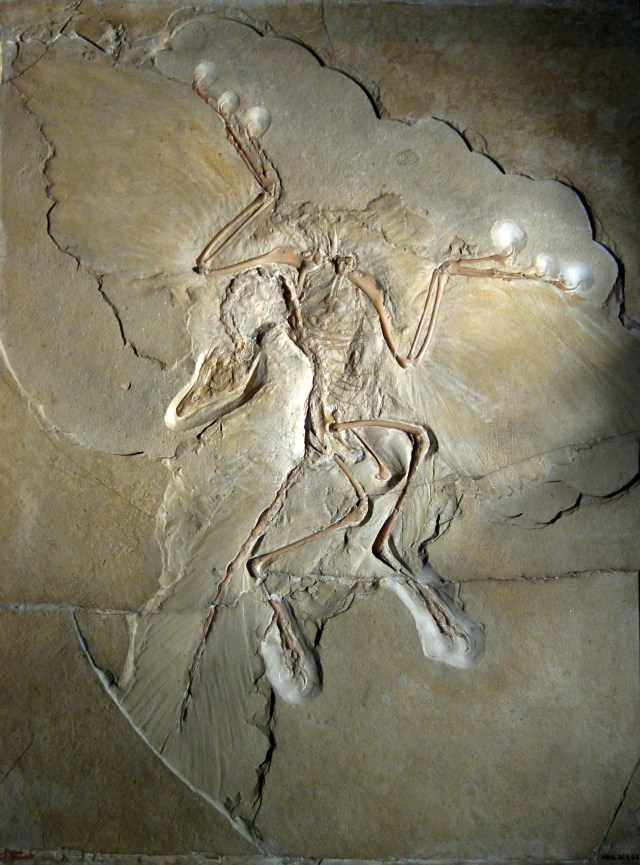 Archaeopteryx_lithographica_(Berlin_specimen).jpg